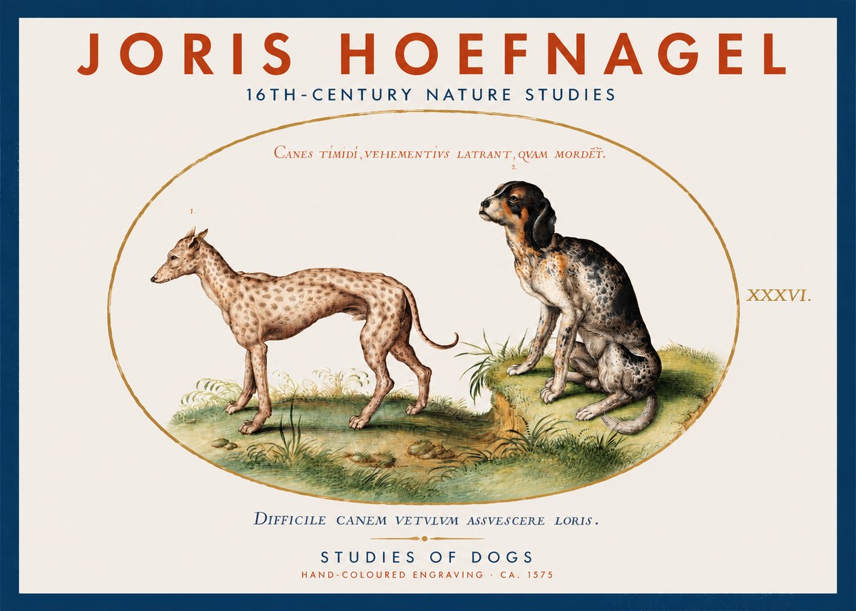 Joris Hoefnagel Studies of Dogs No2 - Poszter