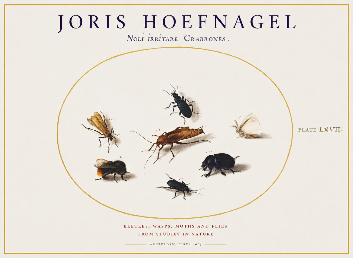 Joris Hoefnagel Scarabeus Aqvilä Qvaerit. No2 - Poszter