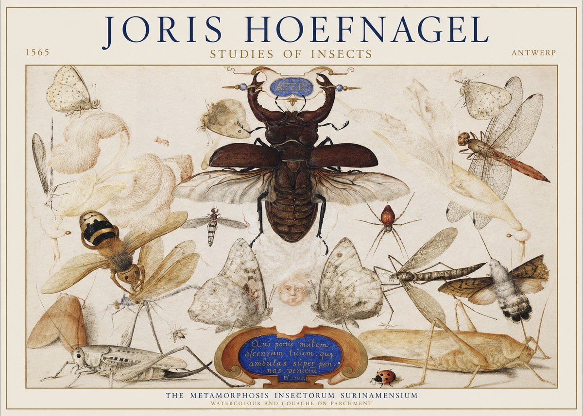 Joris Hoefnagel Studies of Insects I No1 - Poszter