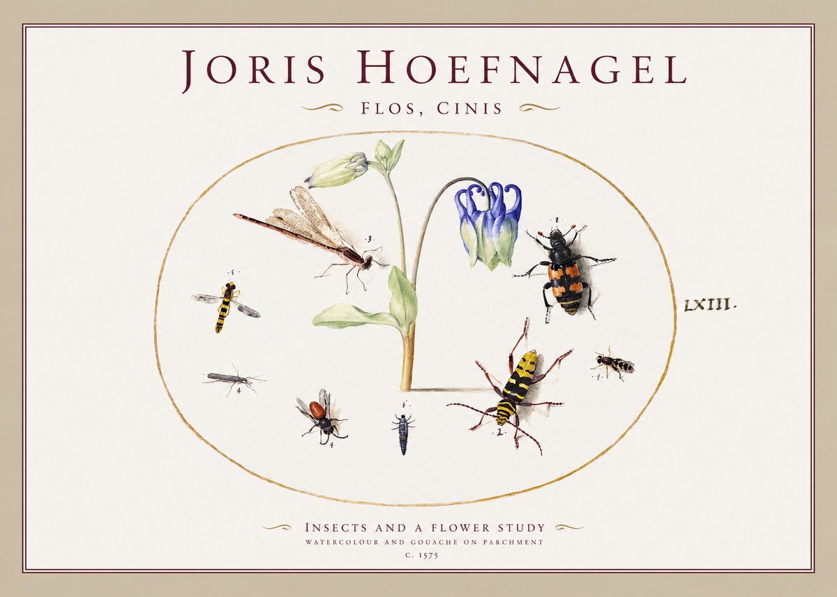 Joris Hoefnagel Insects and a Flower Study No1 - Poszter