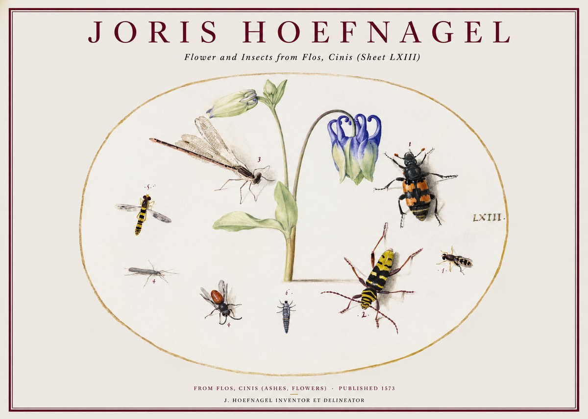 Joris Hoefnagel Insects and a Flower Study No2 - Poszter