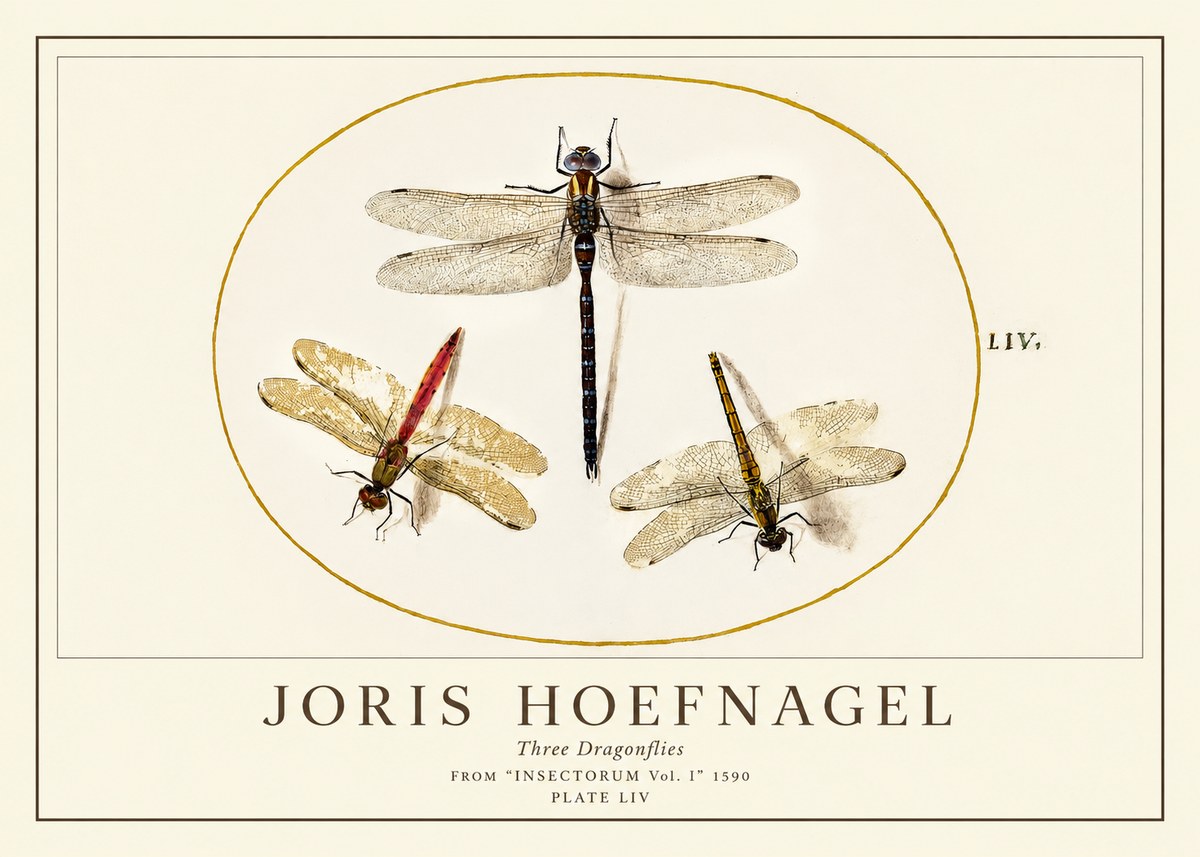 Joris Hoefnagel Three Dragonflies No1 - Poszter