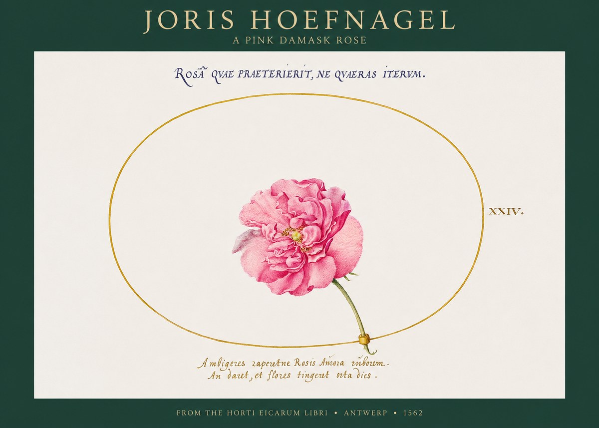 Joris Hoefnagel A Pink Damask Rose No1 - Poszter