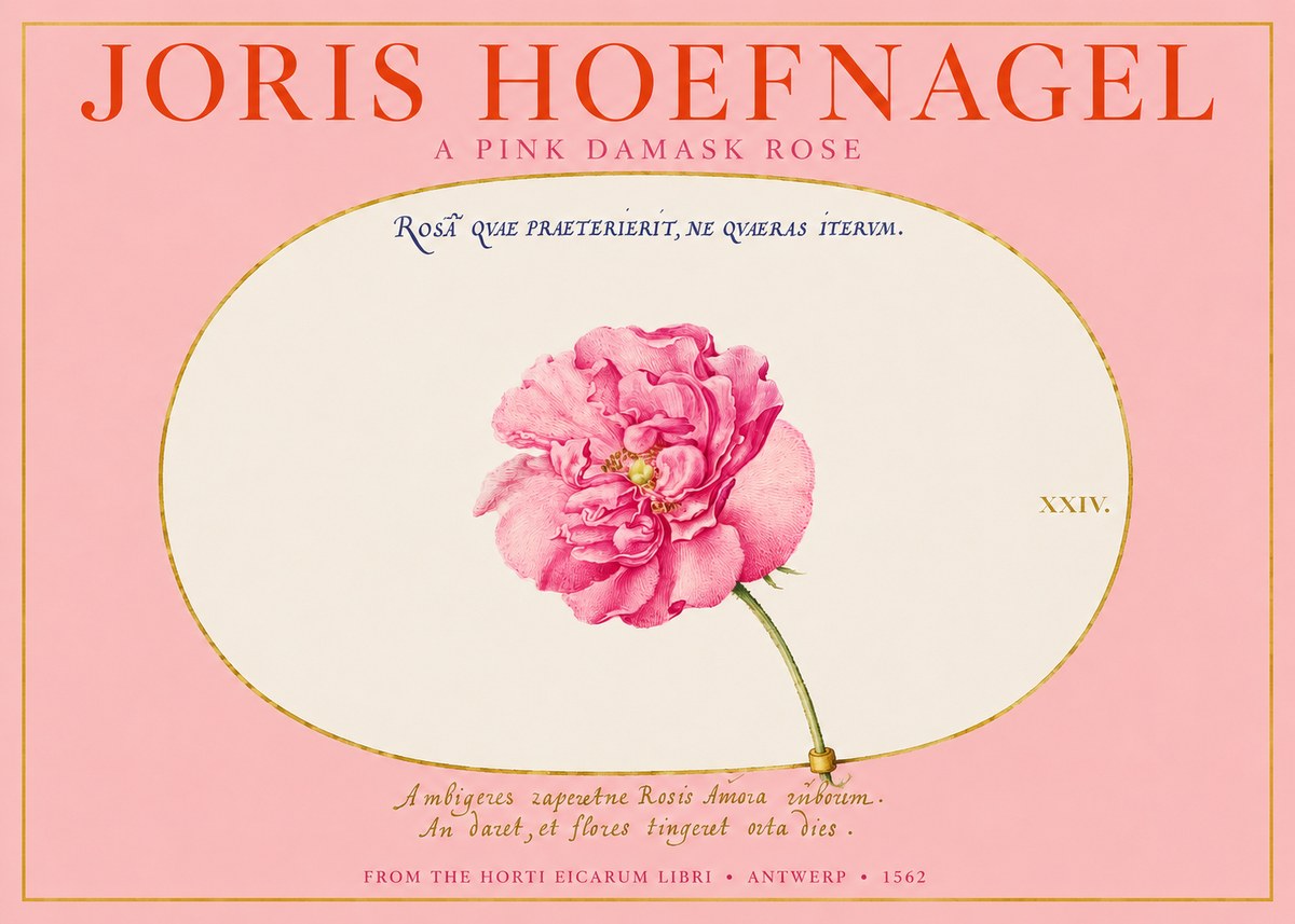 Joris Hoefnagel A Pink Damask Rose No2 - Poszter
