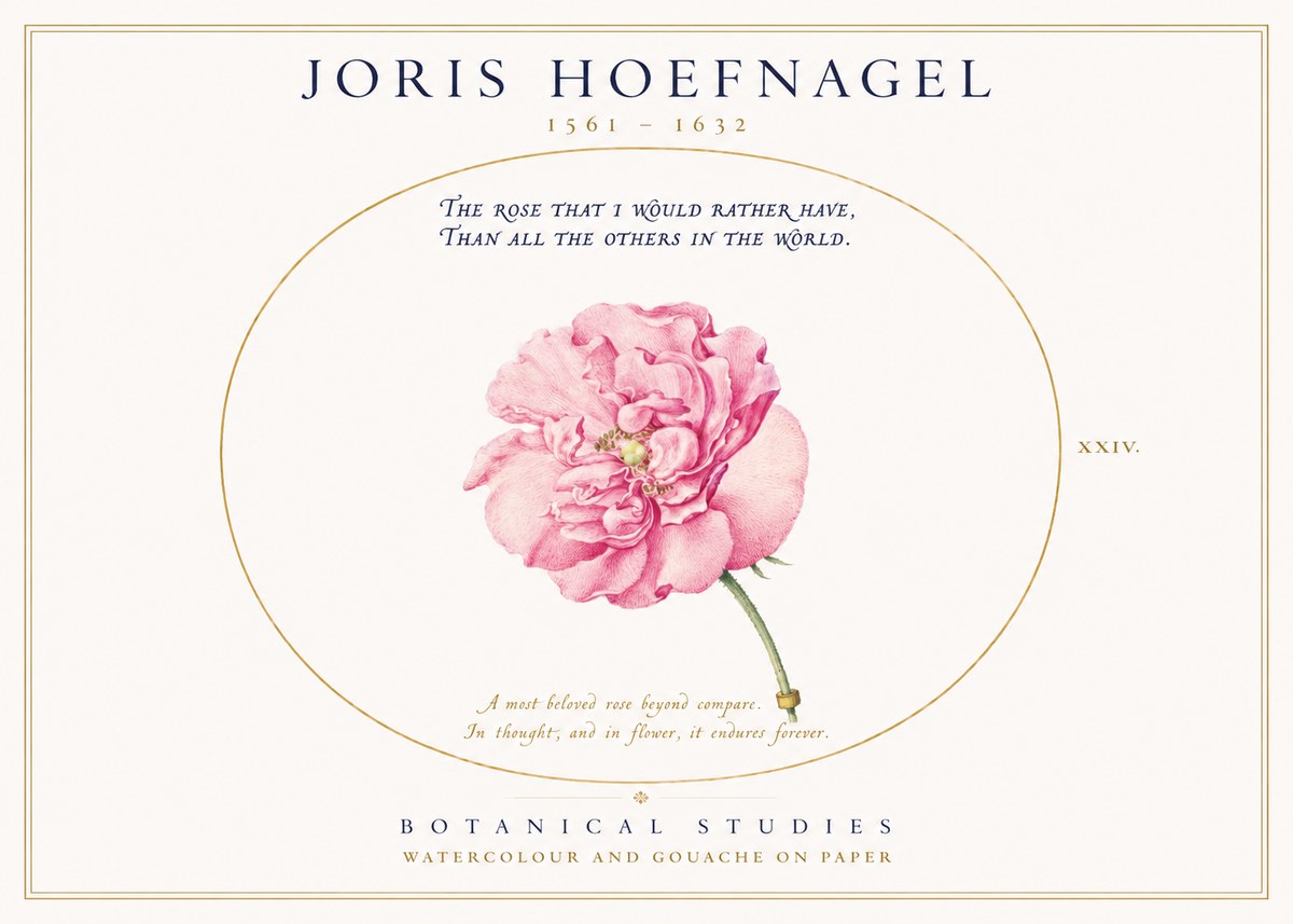 Joris Hoefnagel A Pink Damask Rose No3 - Poszter