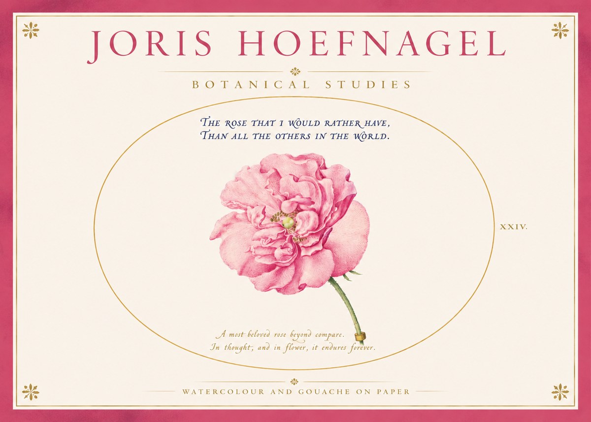 Joris Hoefnagel A Pink Damask Rose No4 - Poszter