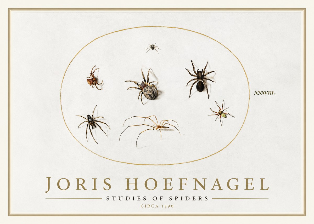 Joris Hoefnagel Studies of Spiders I No1 - Poszter