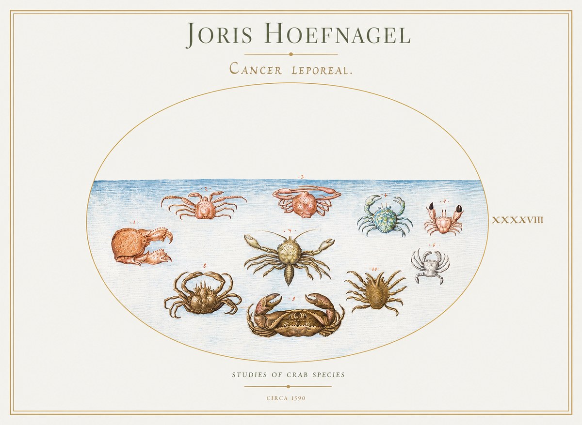 Joris Hoefnagel Cancer Leporeal. No1 - Poszter