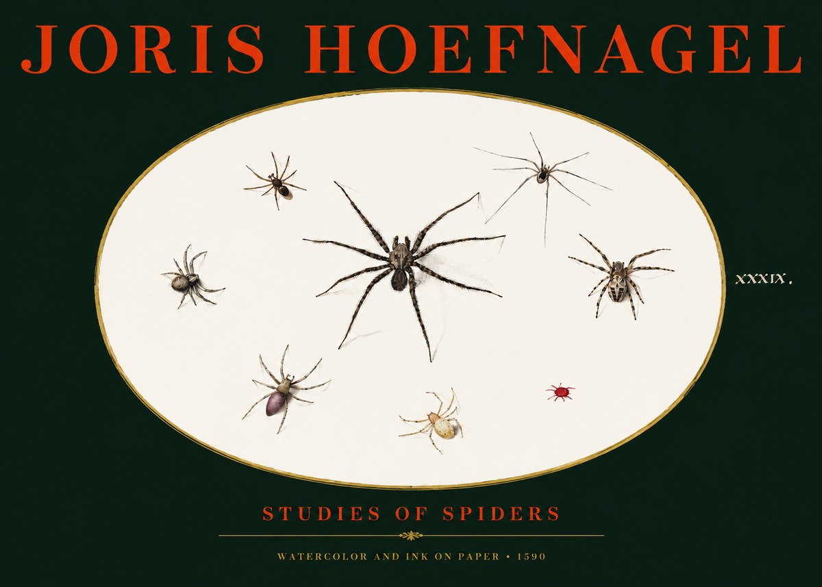 Joris Hoefnagel Studies of Spiders II No3 - Poszter