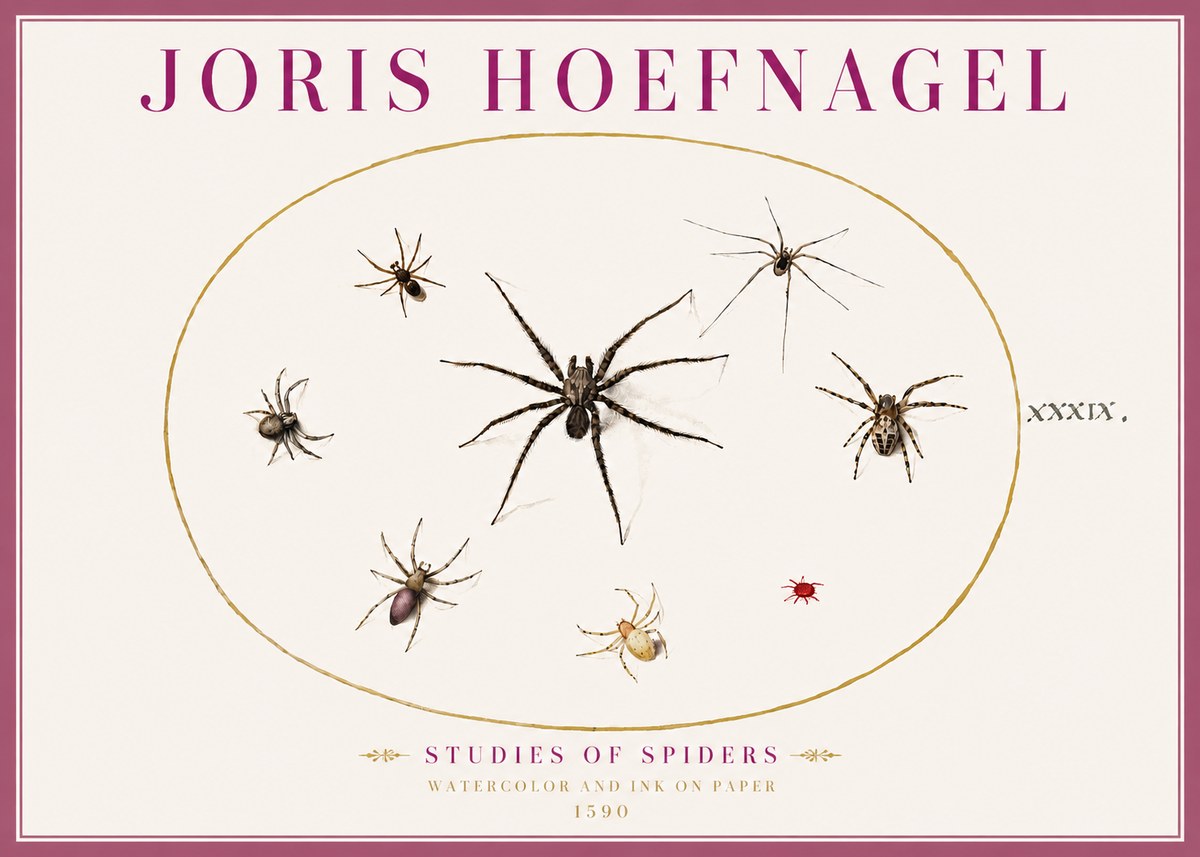 Joris Hoefnagel Studies of Spiders II No4 - Poszter