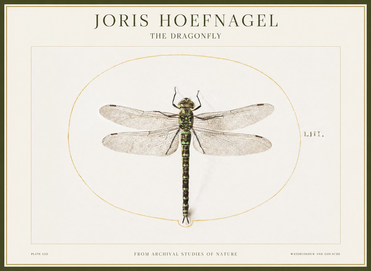 Joris Hoefnagel The Dragonfly No1 - Poszter