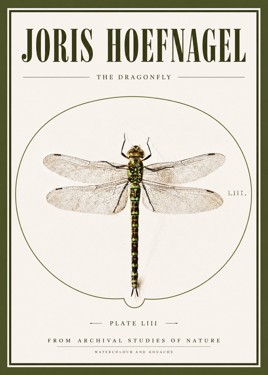 Joris Hoefnagel The Dragonfly No3 - Poszter