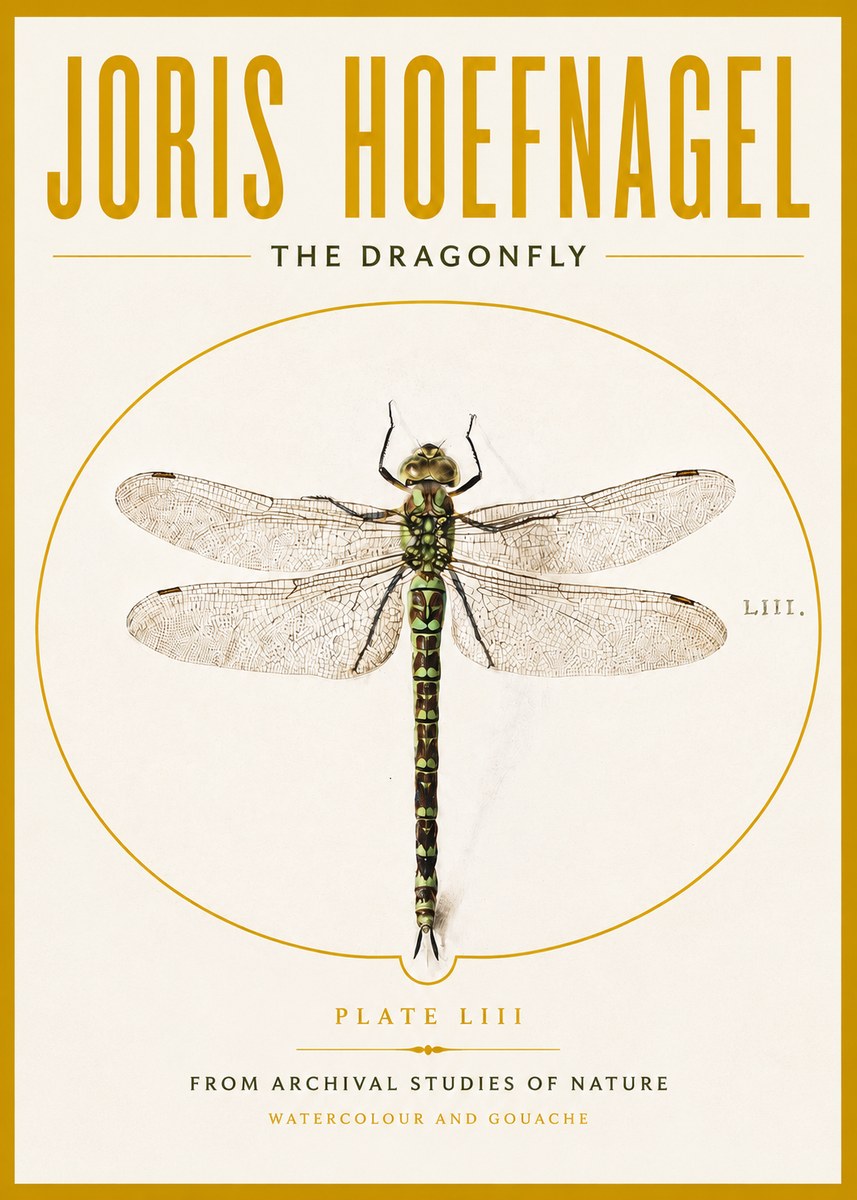 Joris Hoefnagel The Dragonfly No4 - Poszter