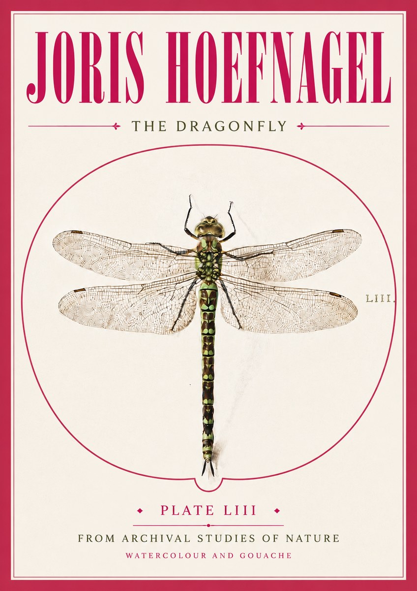 Joris Hoefnagel The Dragonfly No5 - Poszter