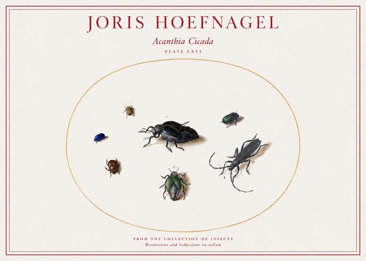 Joris Hoefnagel Acanthia Cicada No1 - Poszter