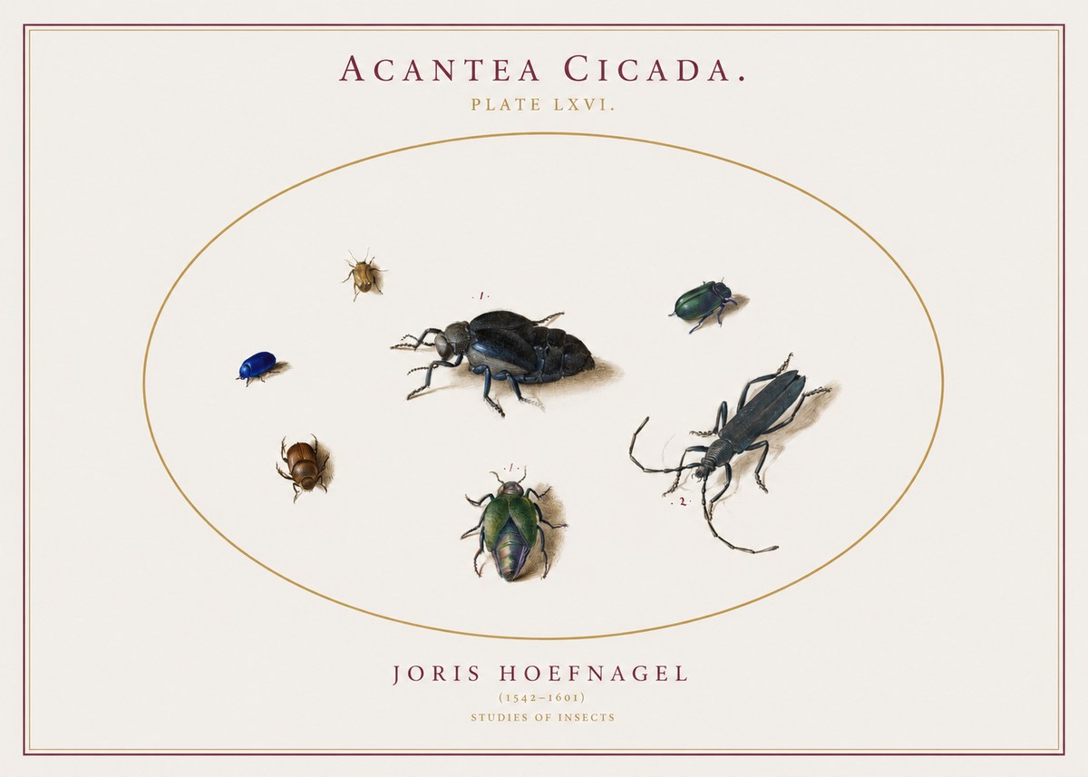 Joris Hoefnagel Acanthia Cicada No3 - Poszter