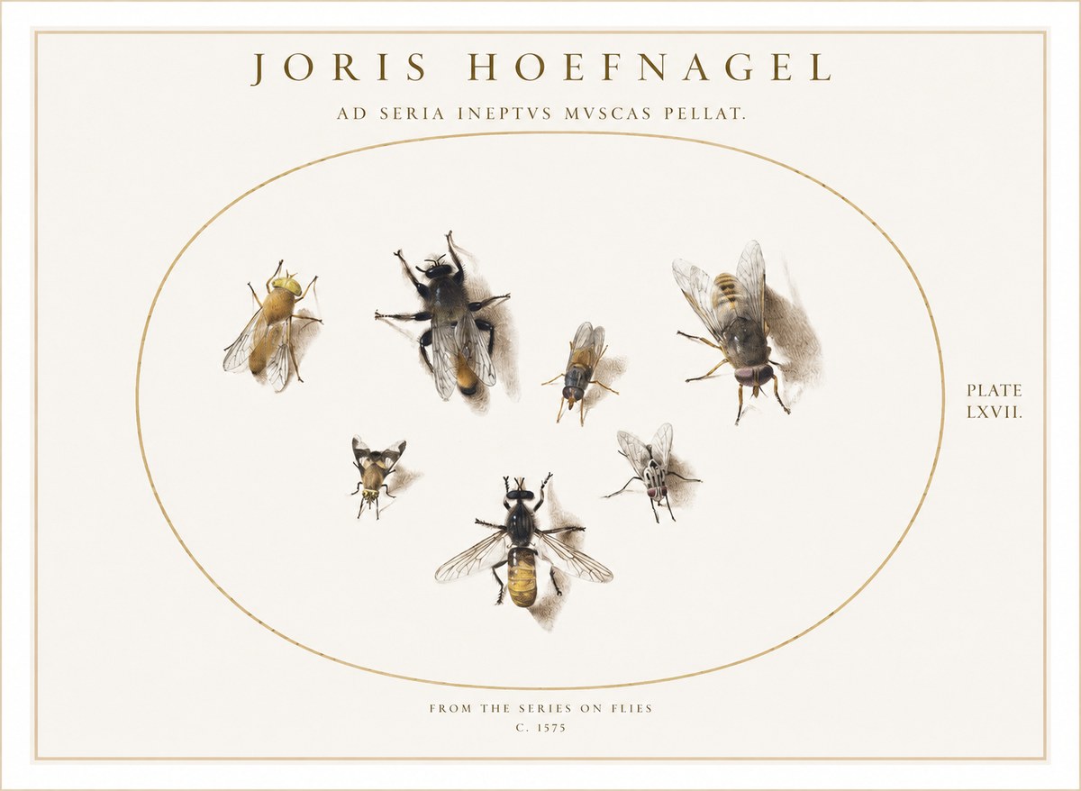 Joris Hoefnagel From the Series on Flies - Plate Lxvii. No1 - Poszter