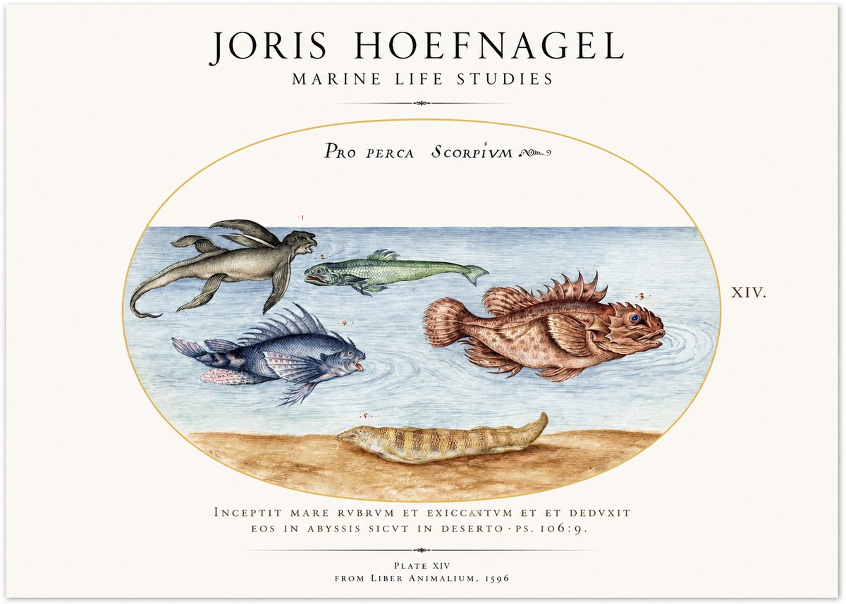 Joris Hoefnagel Pro Perca Scorpivm No3 - Poszter