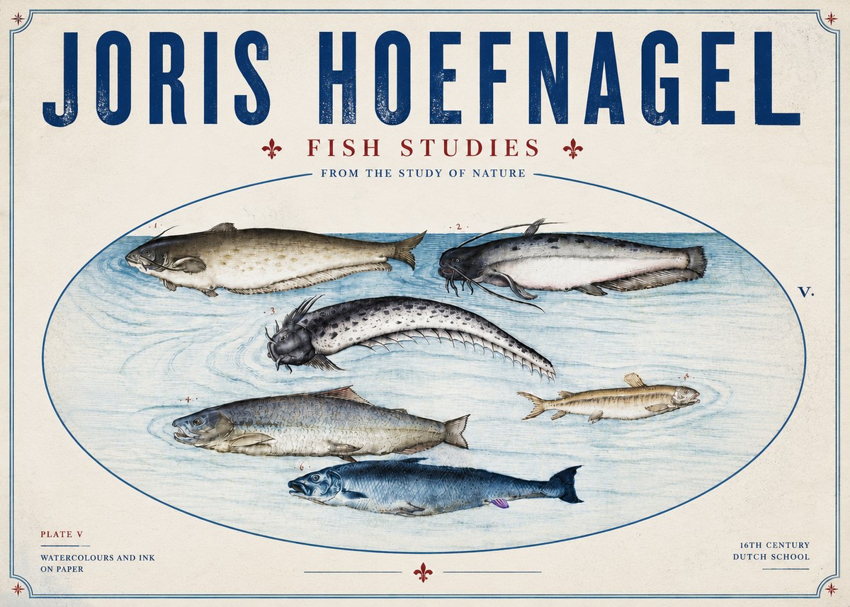 Joris Hoefnagel Fish of the Waters No6 - Poszter