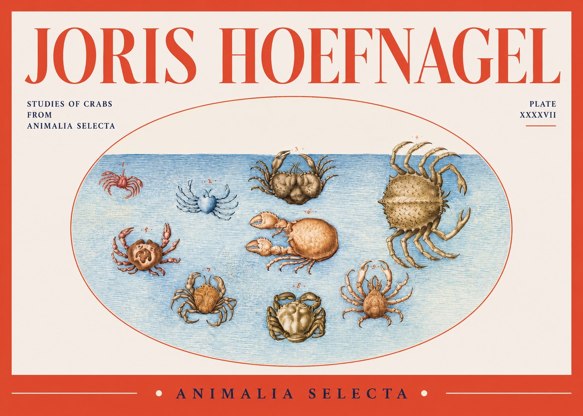 Joris Hoefnagel Studies of Crabs No2 - Poszter