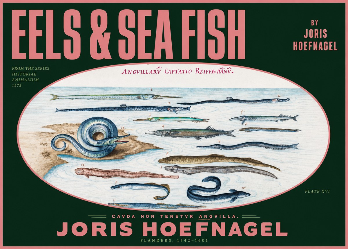 Joris Hoefnagel Eels and Sea Fish No2 - Poszter