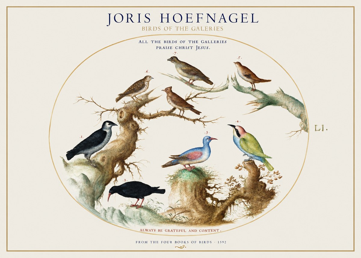 Joris Hoefnagel Birds of the Galeries No1 - Poszter