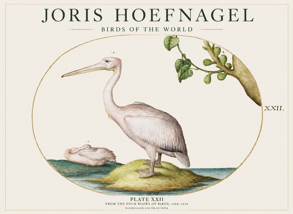 Joris Hoefnagel Plate Xxii No1 - Poszter