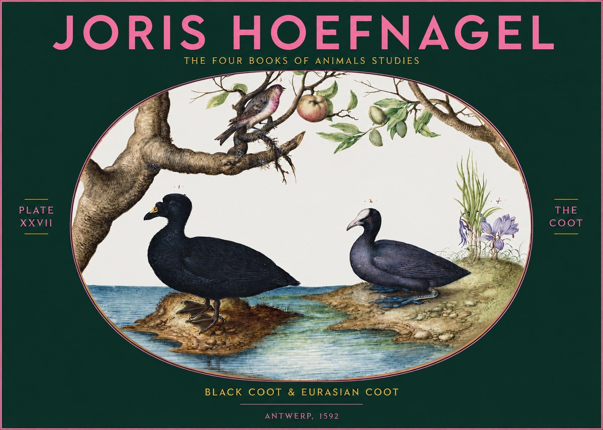 Joris Hoefnagel The Coot No2 - Poszter
