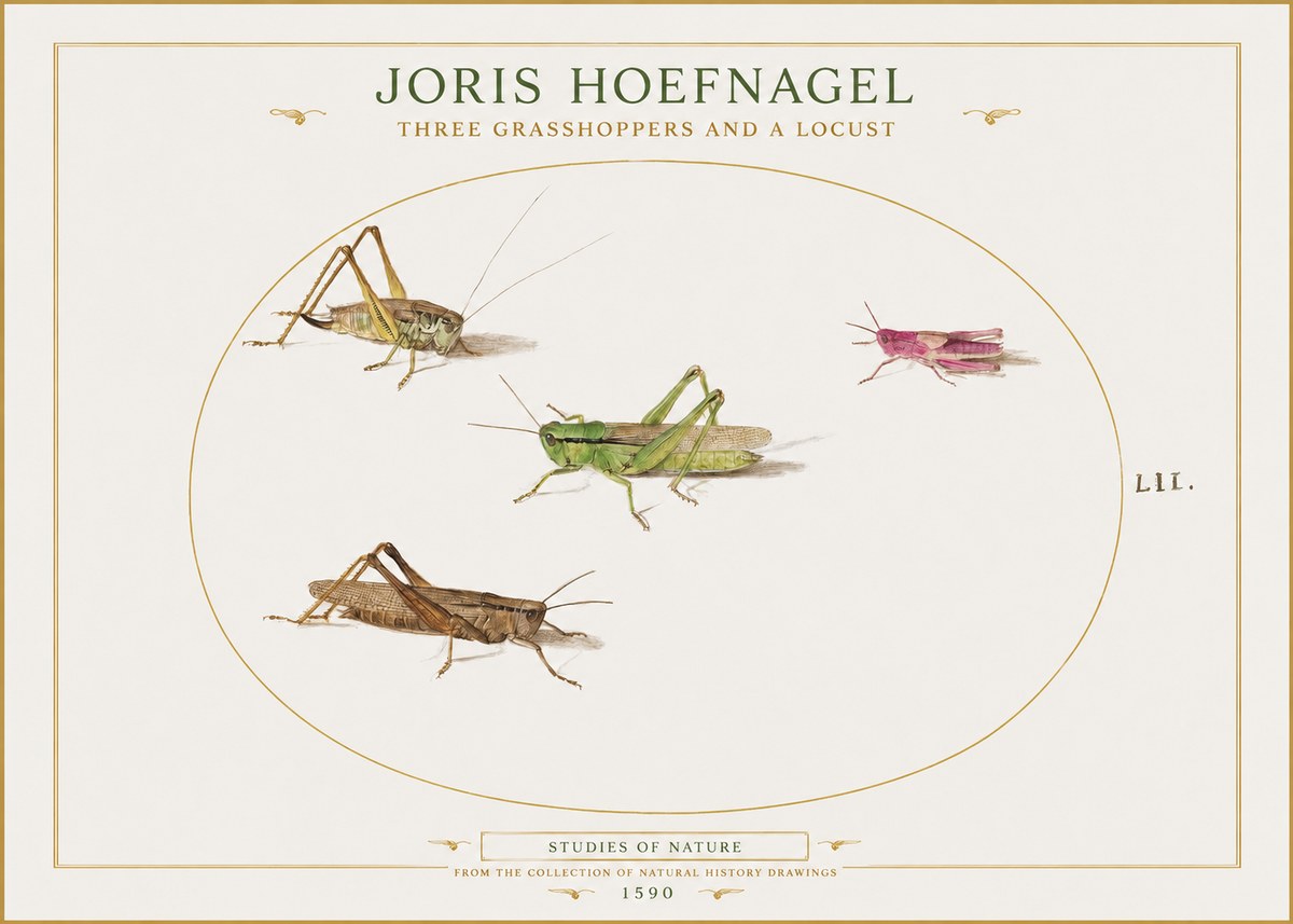 Joris Hoefnagel Three Grasshoppers and a Locust No1 - Poszter