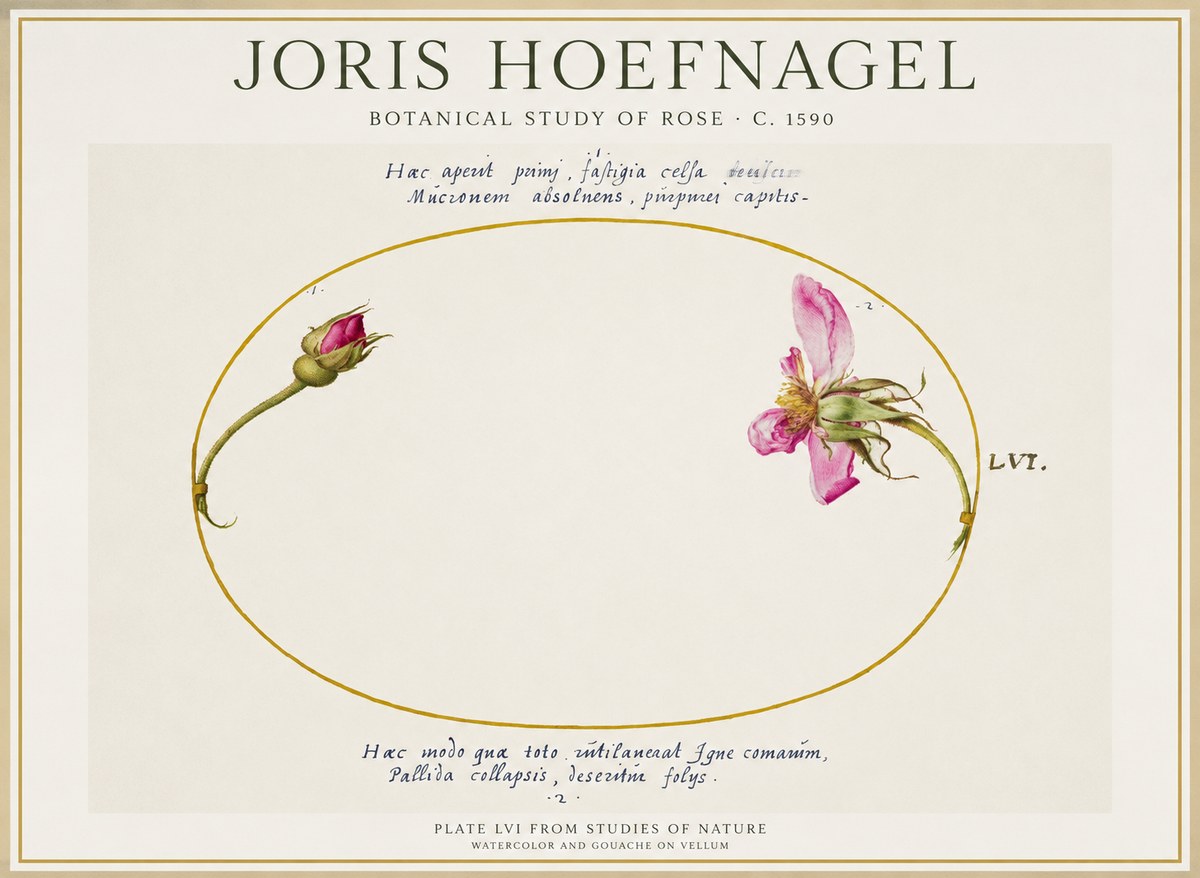 Joris Hoefnagel Botanical Study of Rose No1 - Poszter