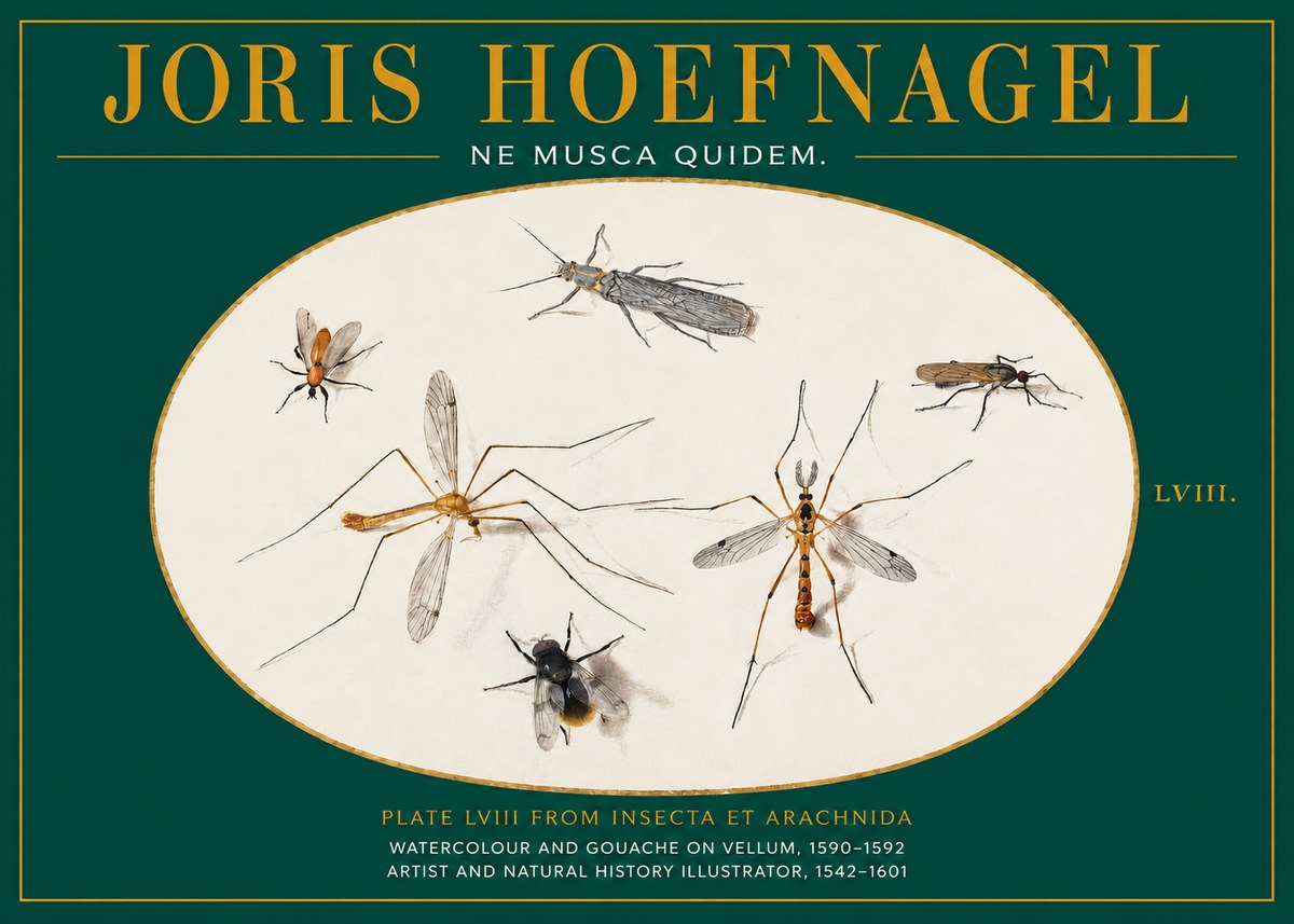 Joris Hoefnagel Plate Lviii from Insecta Et Arachnida No2 - Poszter