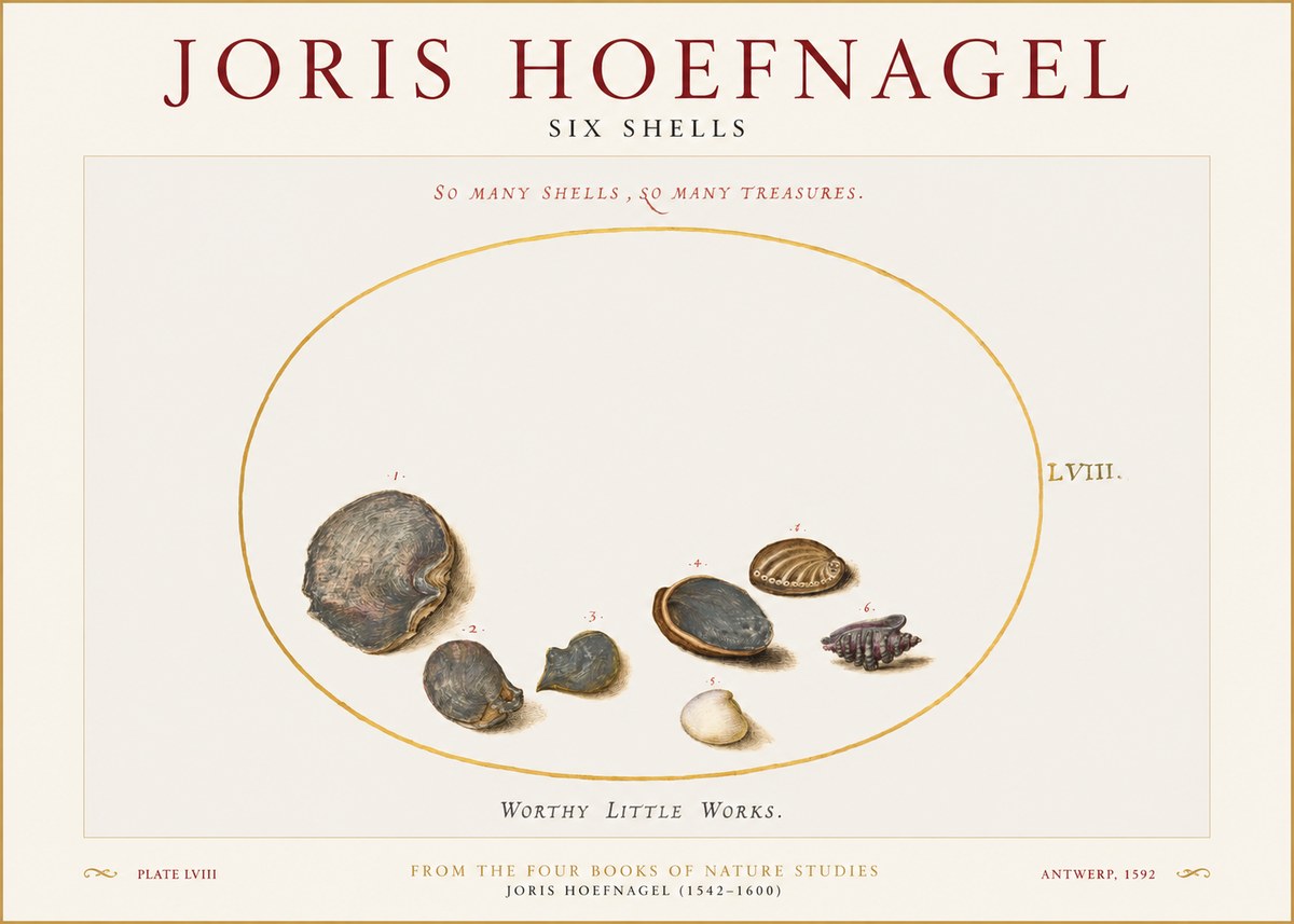 Joris Hoefnagel Six Shells No1 - Poszter