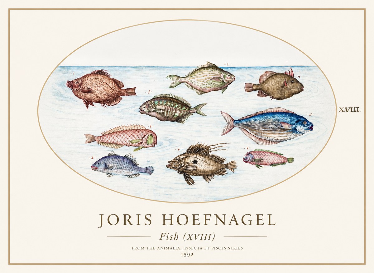 Joris Hoefnagel Studies of Fish I No2 - Poszter