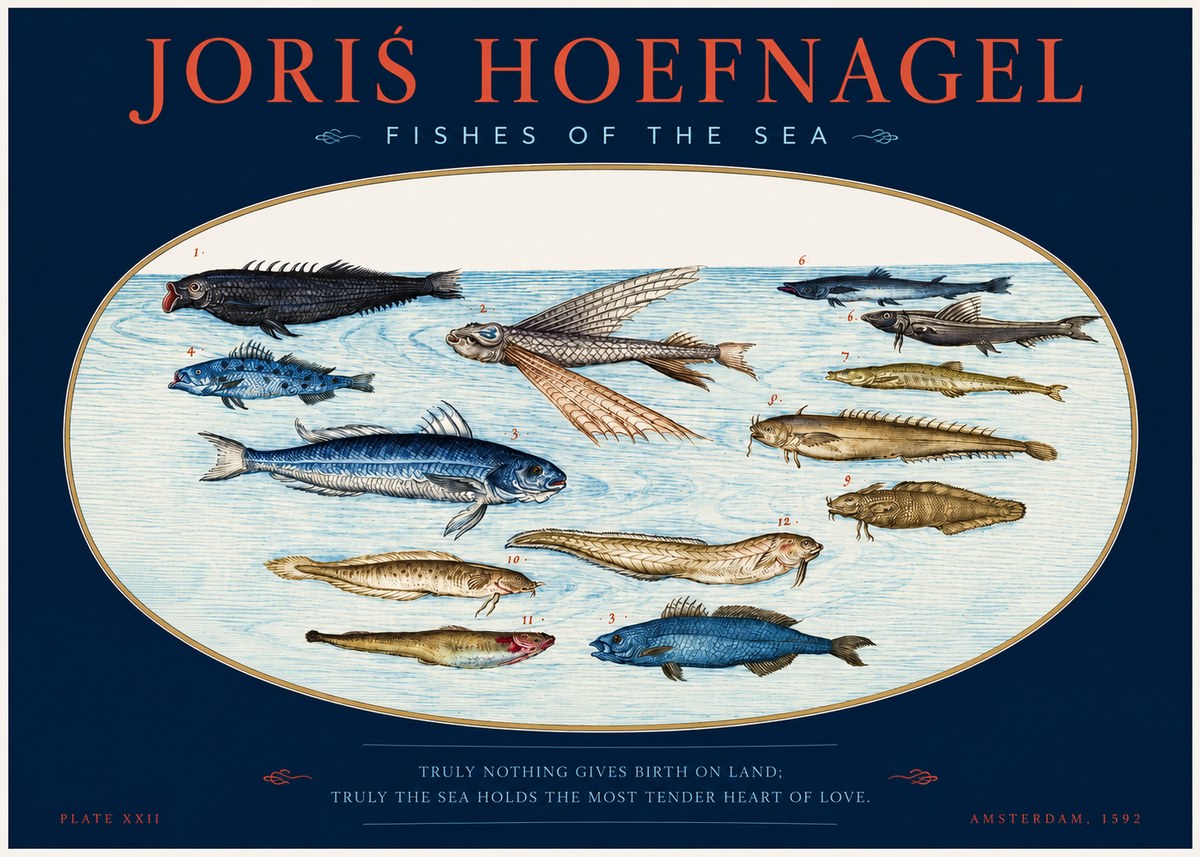 Joris Hoefnagel Fishes of the Sea I No2 - Poszter