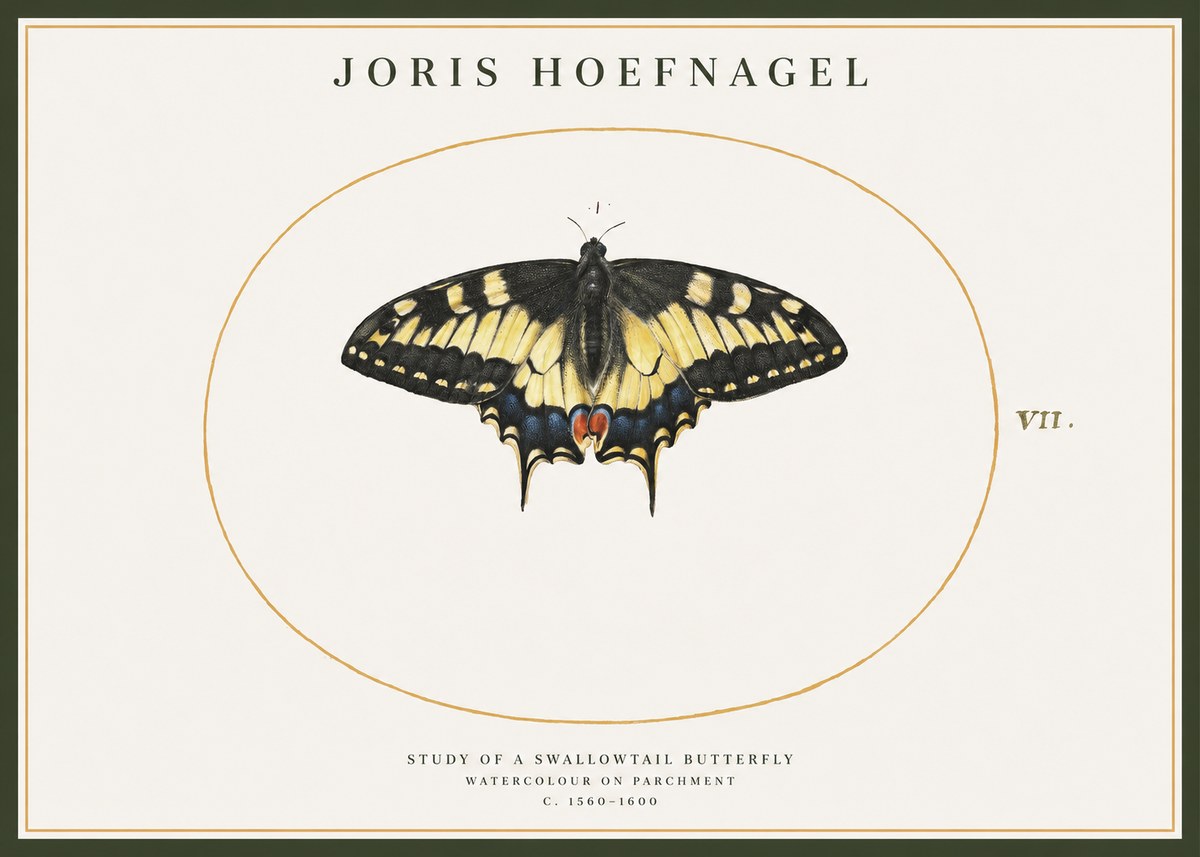 Joris Hoefnagel Study of a Swallowtail Butterfly No1 - Poszter