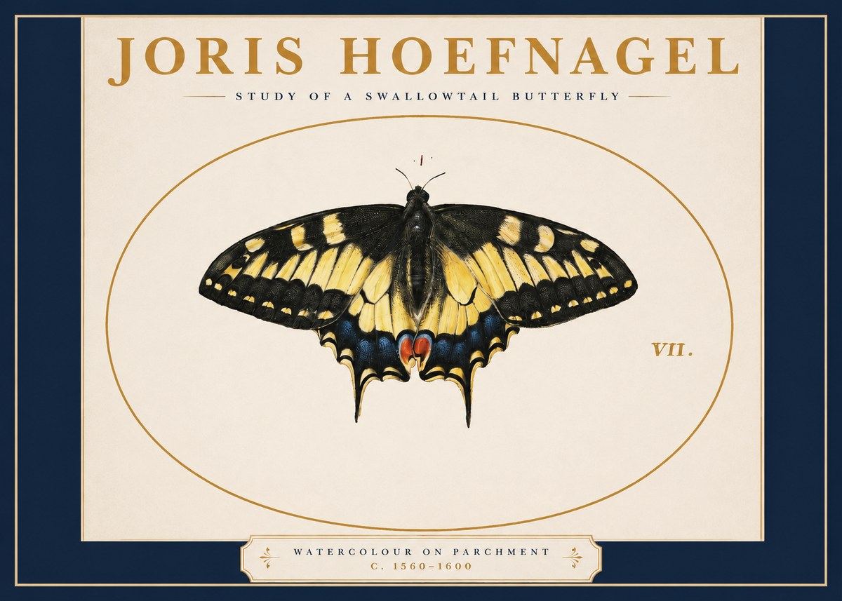 Joris Hoefnagel Study of a Swallowtail Butterfly No2 - Poszter