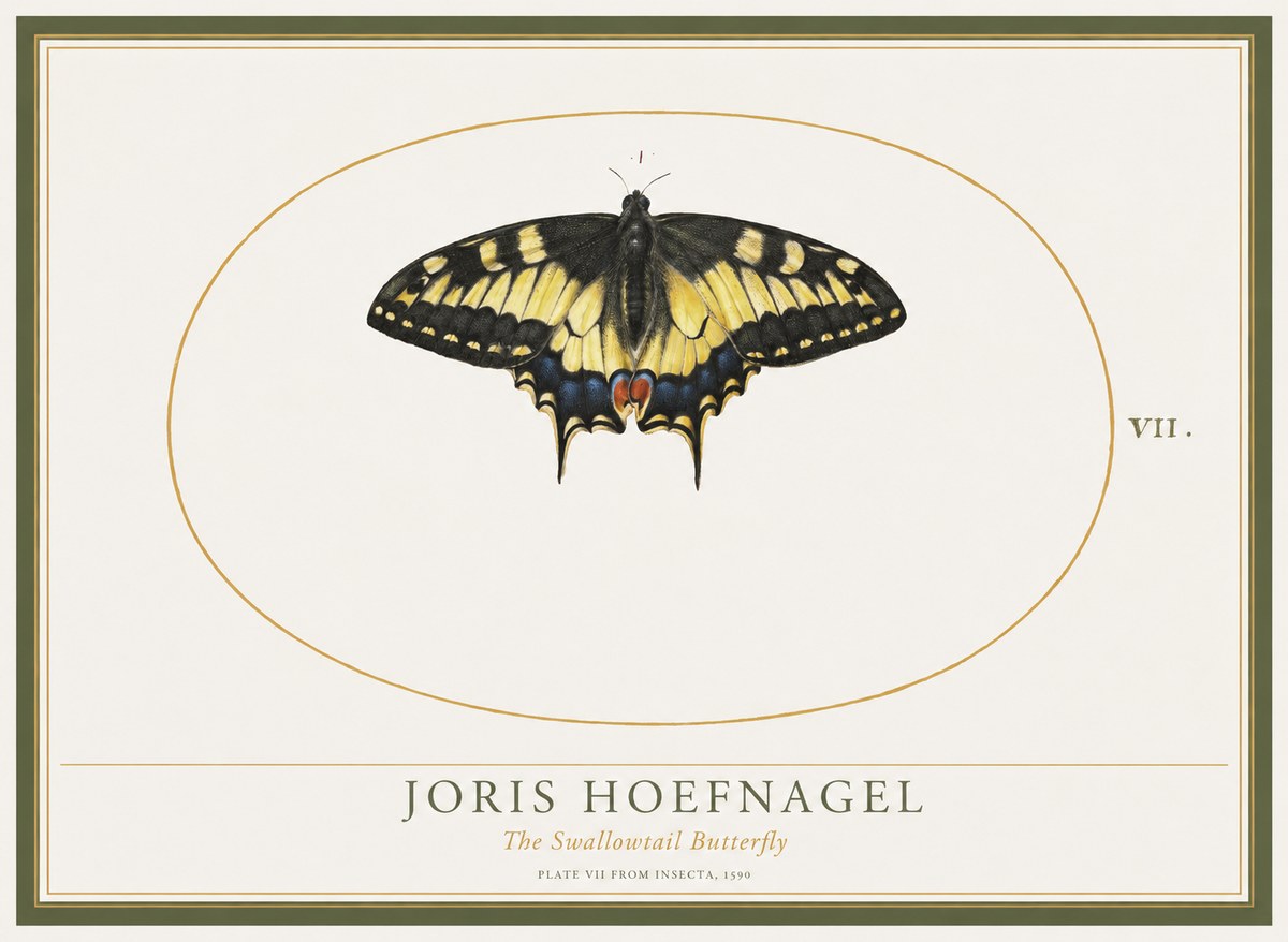 Joris Hoefnagel Study of a Swallowtail Butterfly No5 - Poszter