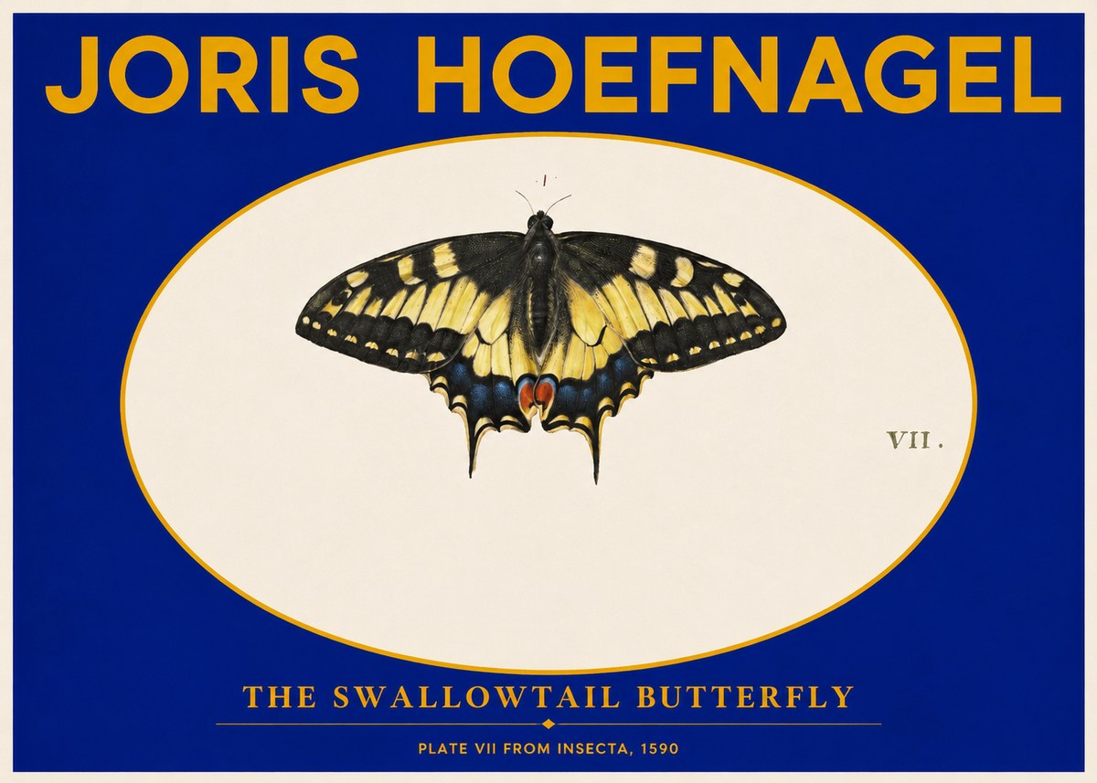 Joris Hoefnagel Study of a Swallowtail Butterfly No6 - Poszter