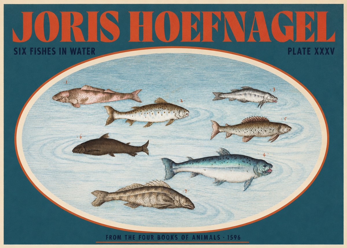 Joris Hoefnagel Six Fishes in Water I No2 - Poszter