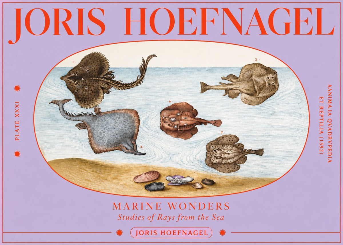 Joris Hoefnagel Studies of Rays and Shells No4 - Poszter
