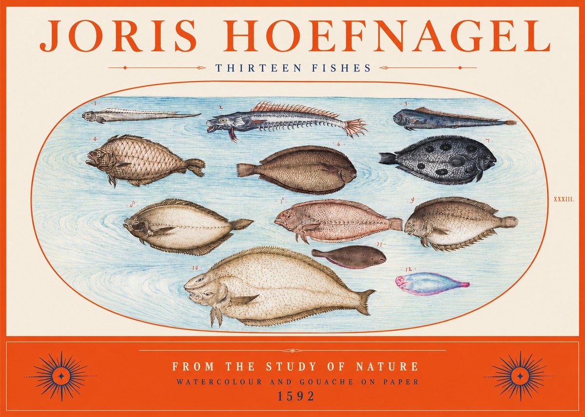 Joris Hoefnagel Thirteen Fishes from the Study of Nature No2 - Poszter