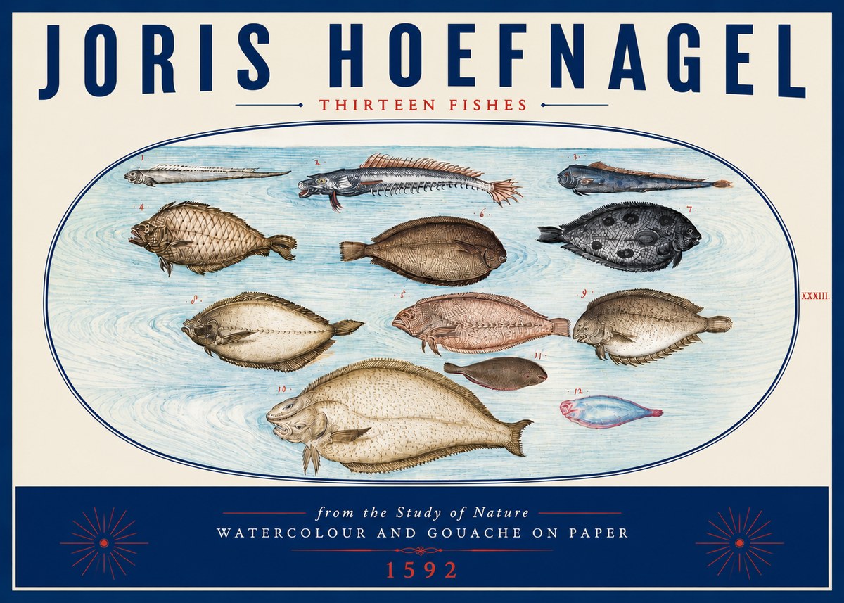 Joris Hoefnagel Thirteen Fishes from the Study of Nature No6 - Poszter
