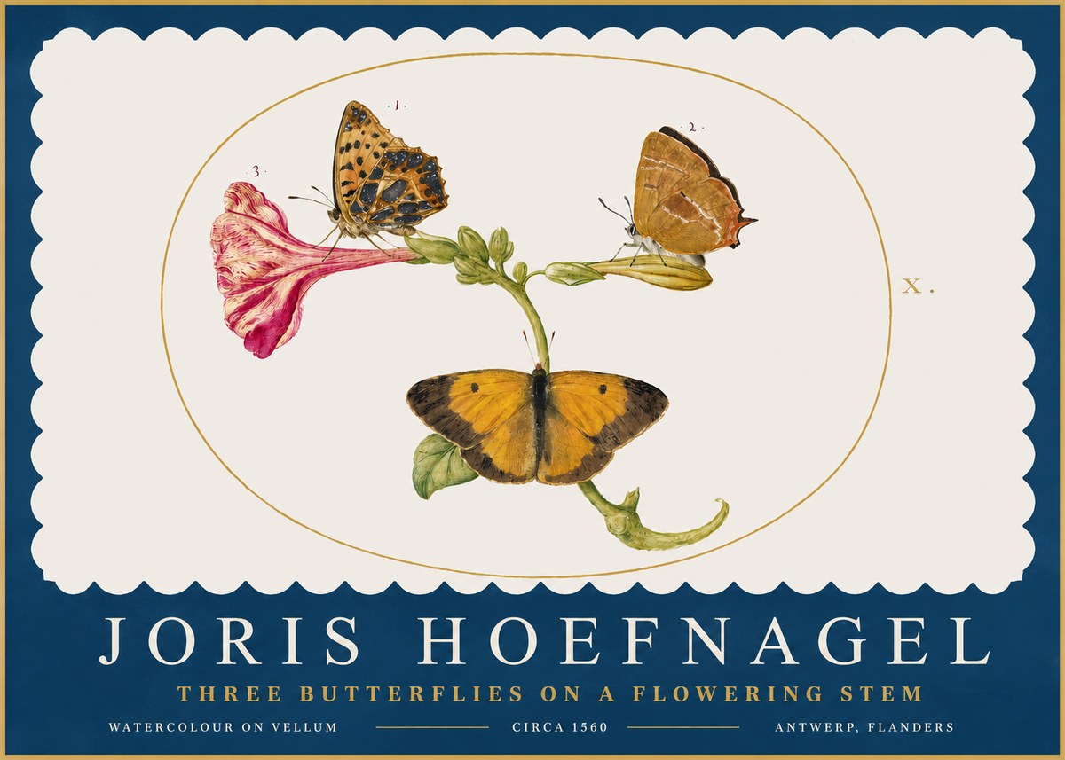 Joris Hoefnagel Three Butterflies on a Flowering Stem No2 - Poszter