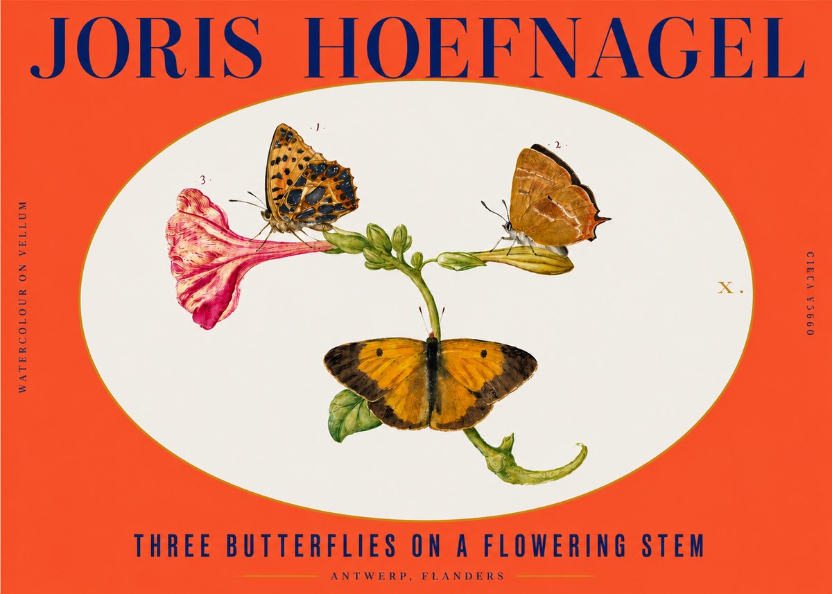 Joris Hoefnagel Three Butterflies on a Flowering Stem No3 - Poszter