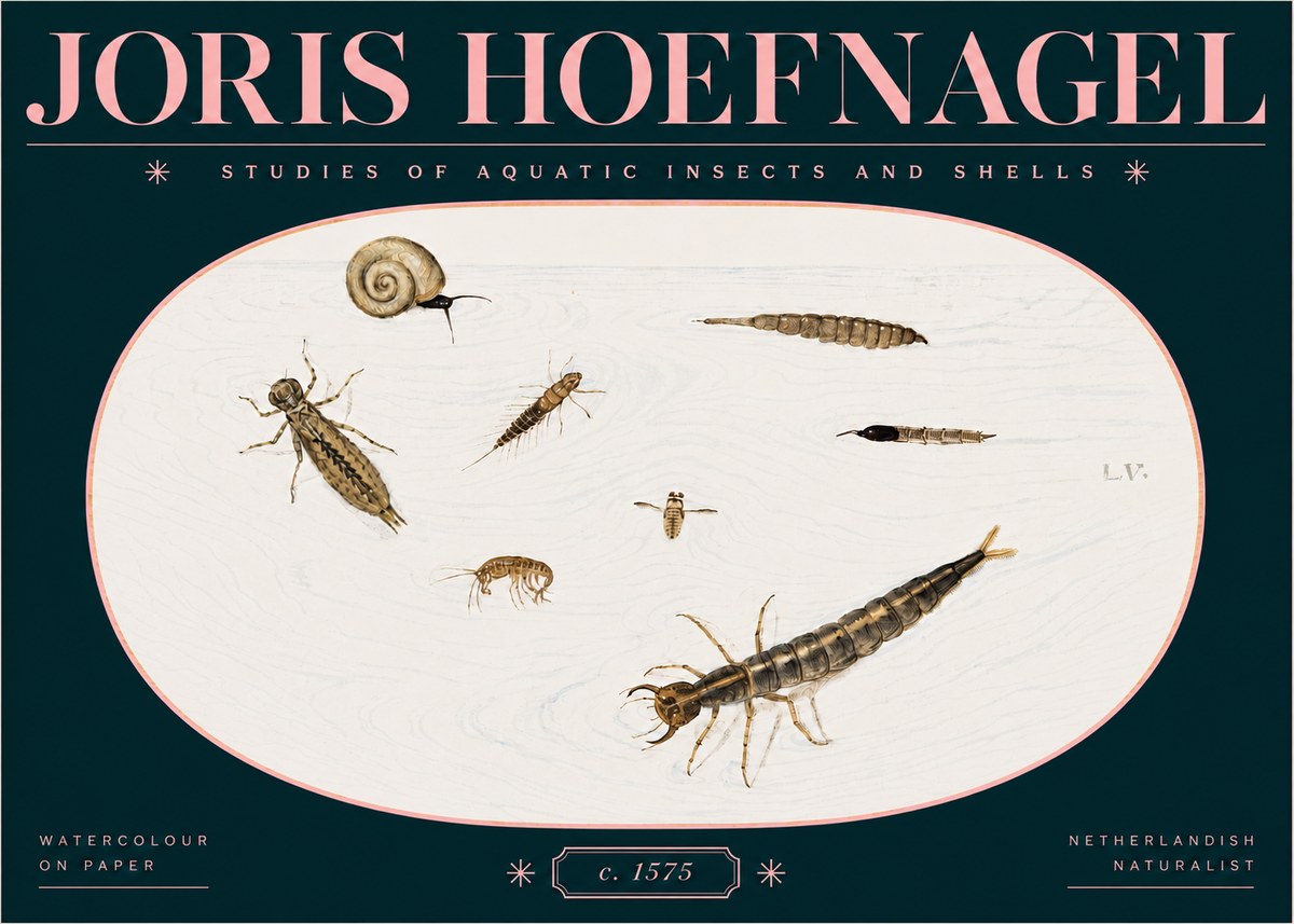 Joris Hoefnagel Studies of Aquatic Insects and Shells No3 - Poszter