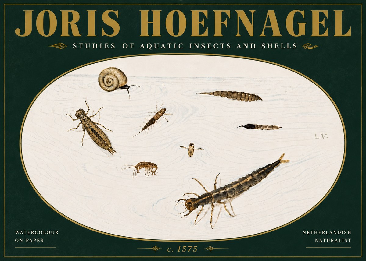 Joris Hoefnagel Studies of Aquatic Insects and Shells No5 - Poszter