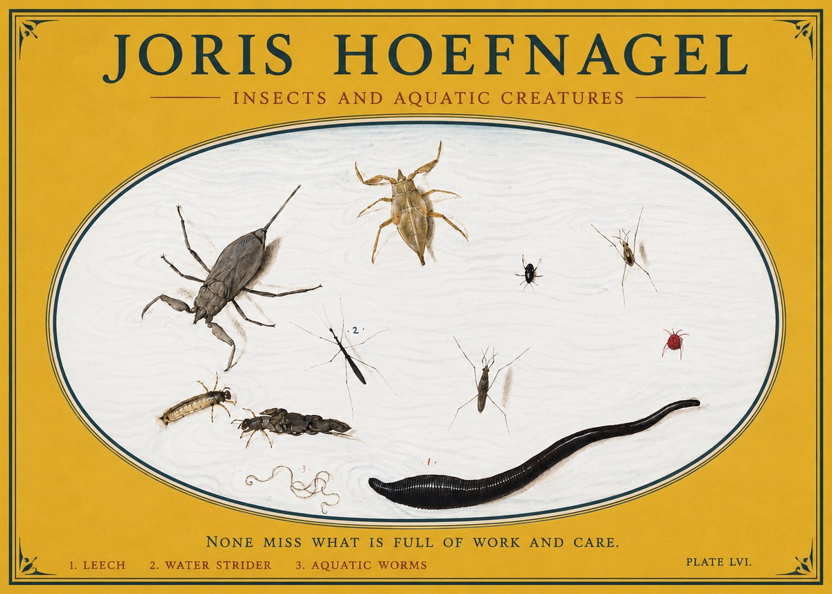 Joris Hoefnagel Insects and Aquatic Creatures No3 - Poszter