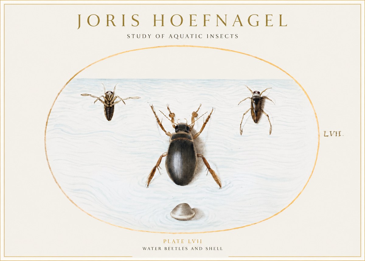 Joris Hoefnagel Water Beetles and Shell No1 - Poszter