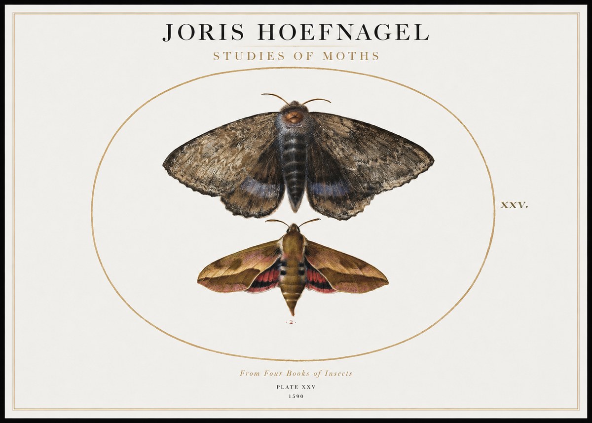 Joris Hoefnagel Studies of Moths I No1 - Poszter