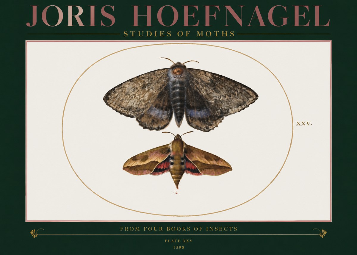 Joris Hoefnagel Studies of Moths I No2 - Poszter